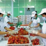 US favours Vietnamese produce